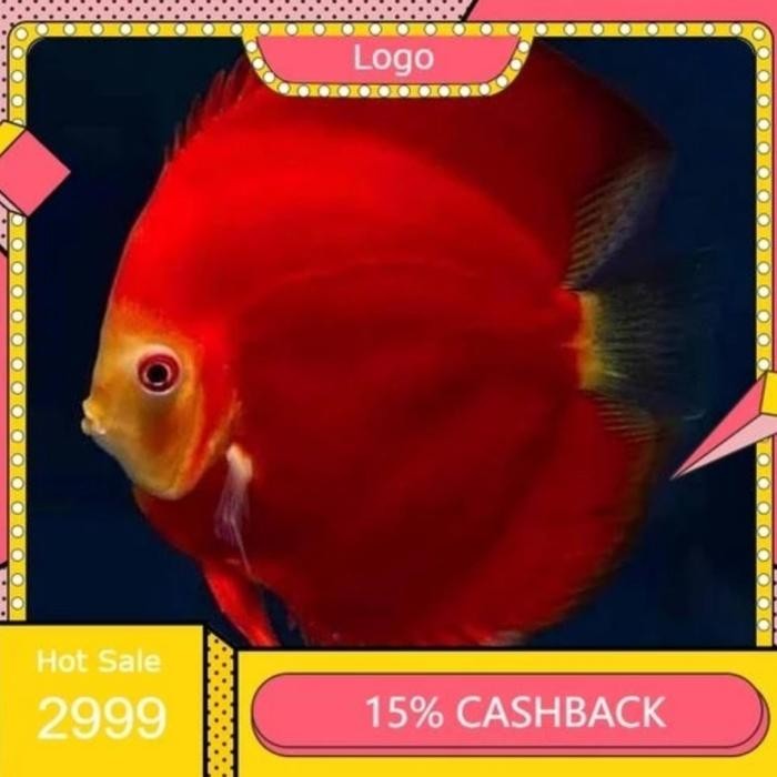 Pawretty- Discus San Red Merah 1 inch (