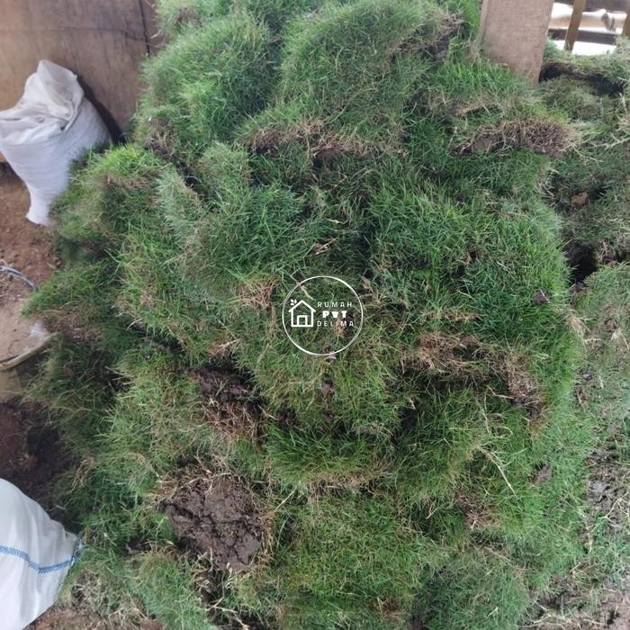 Rumput Jepang (1 Meter)