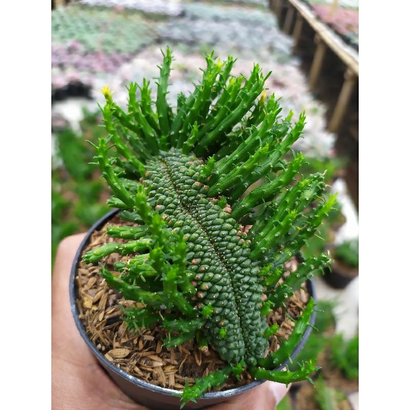 Euphorbia Caput Medusa Kristata kaktus dan sukulen