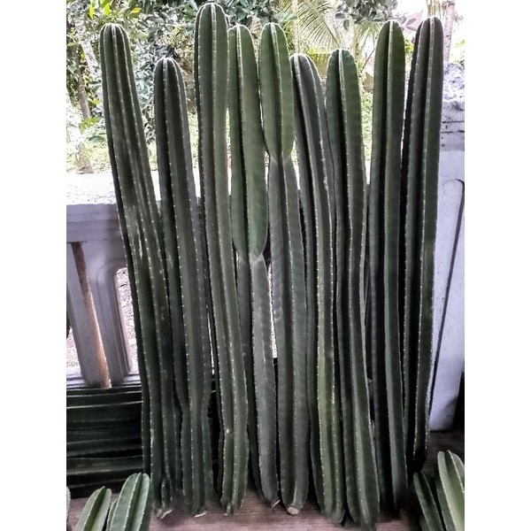 kaktus koboi ukuran 130cm kaktus koboi besar