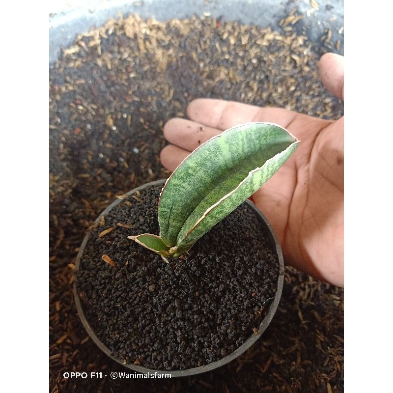 SANSEVIERIA SANSEVIERA SANSEVERA SINUS ZIMBABWE RARE ITEM