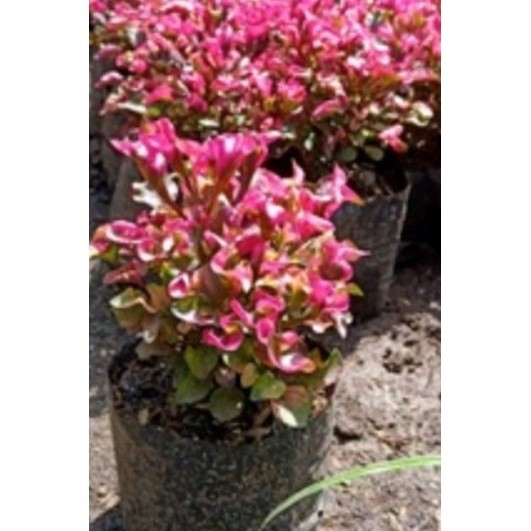 Tanaman Hias Krokot Merah Berakar Super Segar