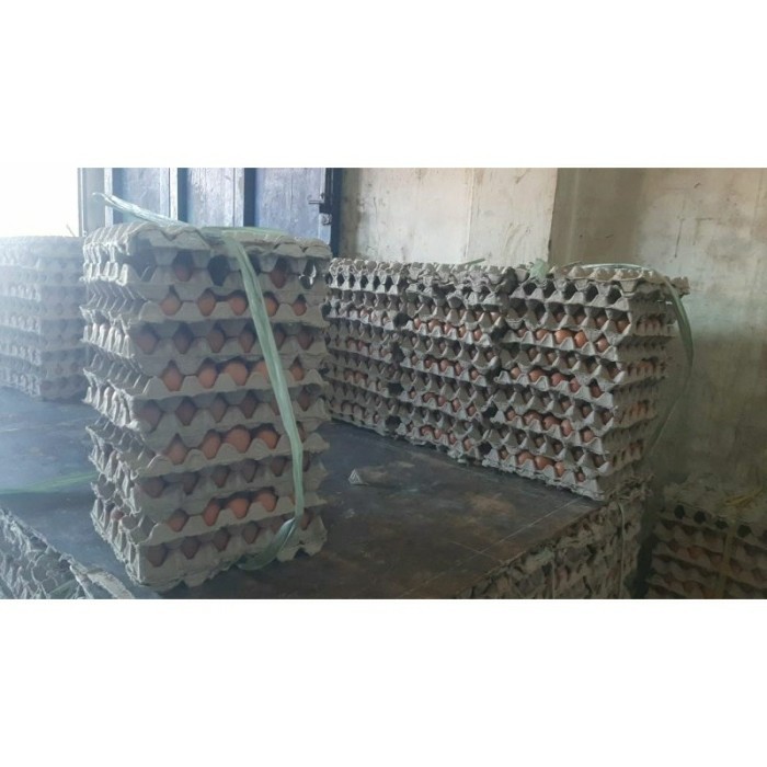 

(Expert) Telur ayam negeri isi 30 butir sekitar 1,9 kg kulit lebih tebal /kirim