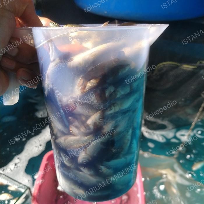 pakan predator ikan mas 1 liter