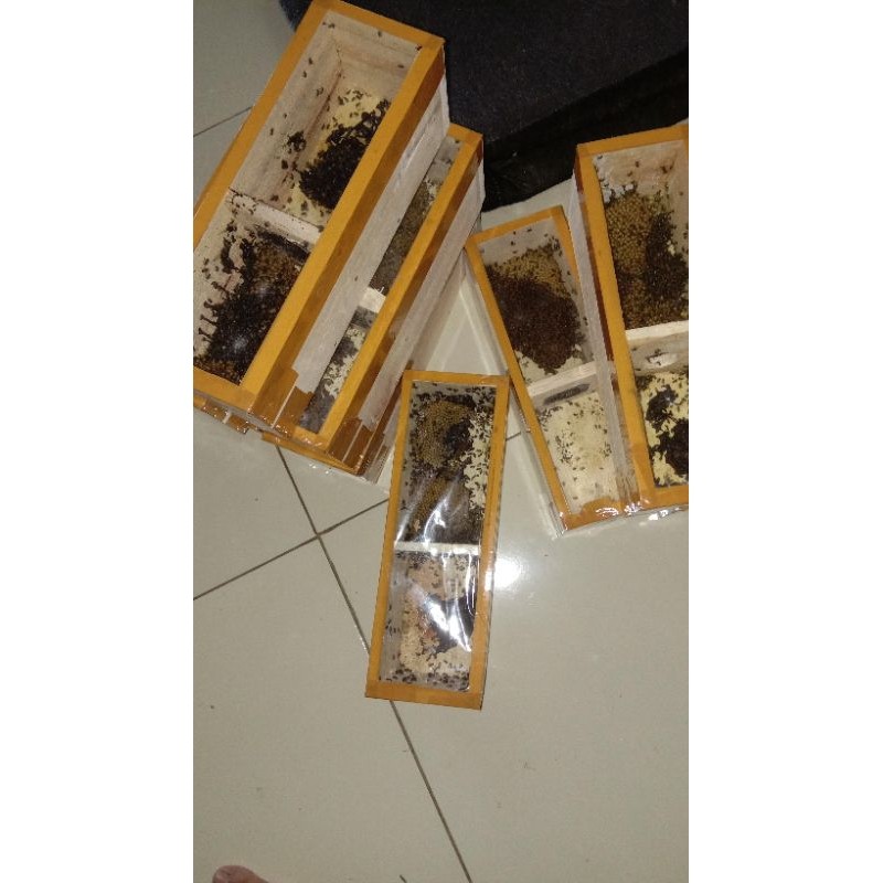 bibit lebah Klanceng Trigona kelulut tepuk koloni super