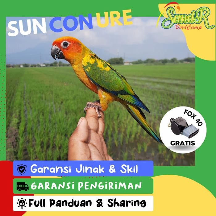 PREMIUM Sunconure Jinak Manja Free Fly Ngalem Pol (Mainan Burung)