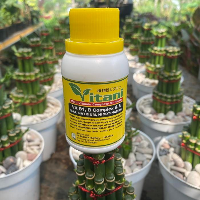 JTTOP" VITAMIN B1 TANAMAN 100 ML ASLI PENYUBUR TANAMAN PENCEGAH BAKTERI DAN PENYUBUR TANAMAN