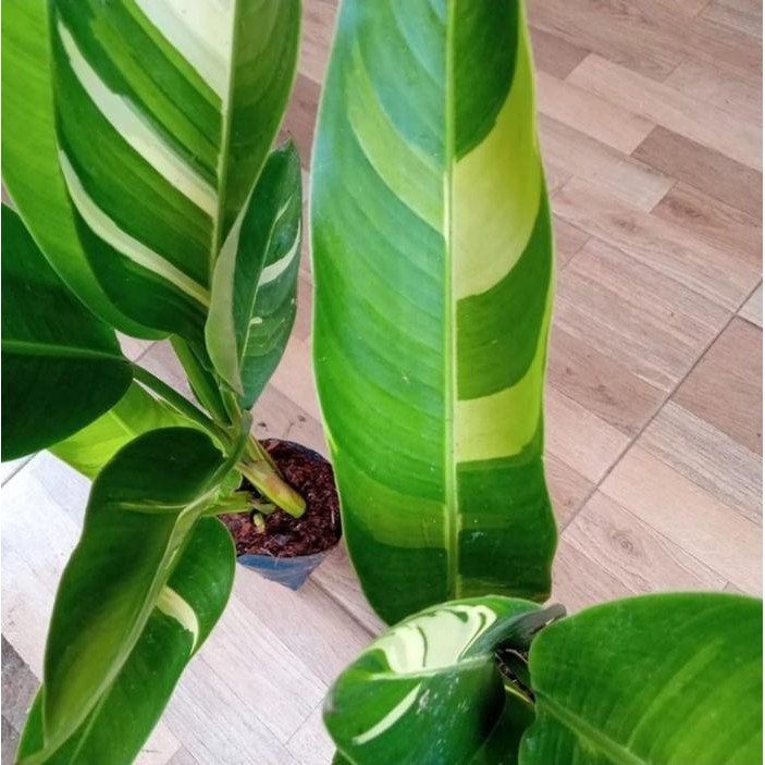 JTTOP" HELICONIA VARIEGATA / PISANG PISANGAN VARIGATA BUNGA ORANGE