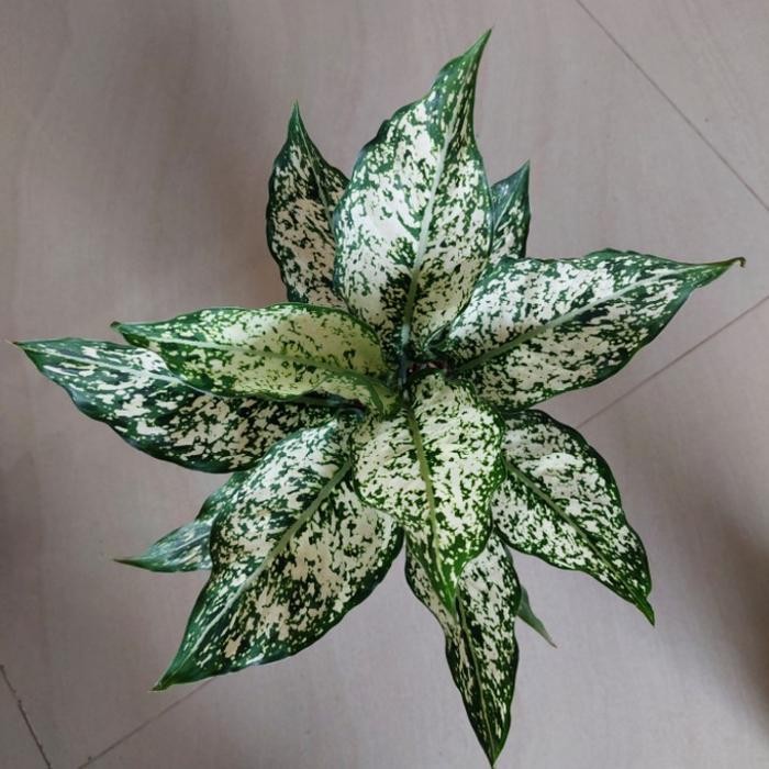 JTTOP" TANAMAN AGLONEMA SNOW WHITE BERAS TUMPAH