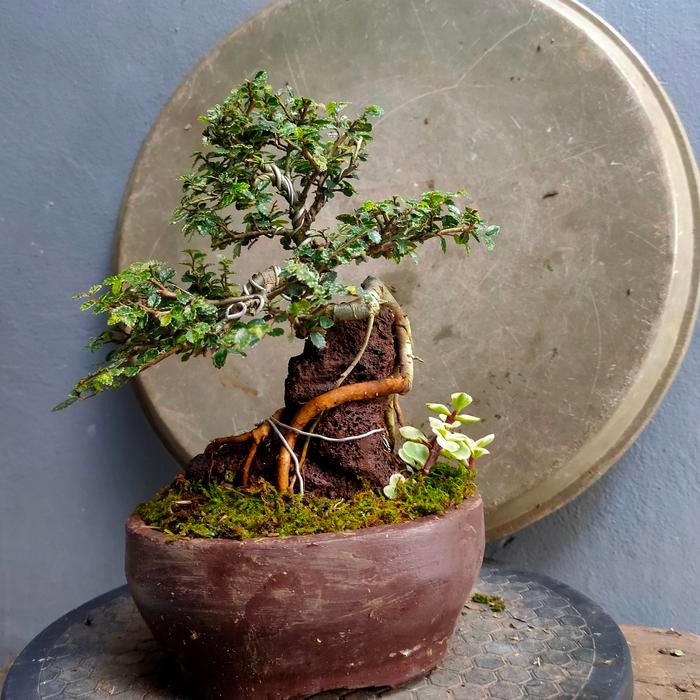 JTTOP" BONSAI ULMUS SUPER MIKRO OTR REALPIC DI SERTAKAN LUMUT HIDUP