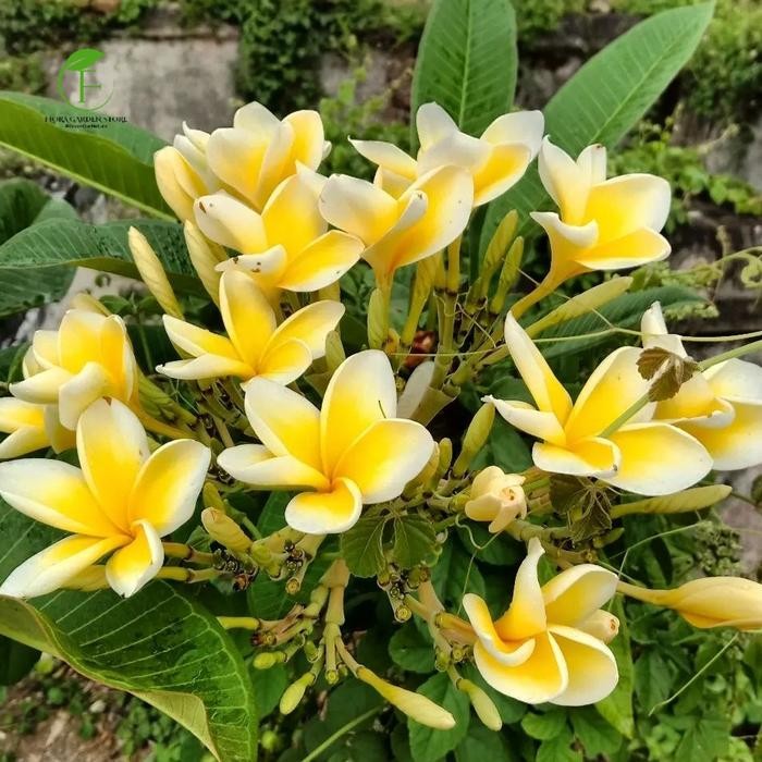 JTTOP" TANAMAN HIAS KAMBOJA BALI KUNING - POHON KAMBOJA BALI - KAMBOJA BALI BUNGA KUNING