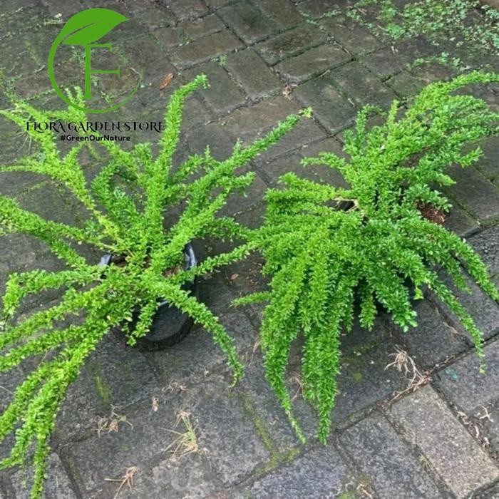 JTTOP" TANAMAN HIAS DURANTA ERECTA - POHON BONASI - DURANTA/SINYO NAKAL