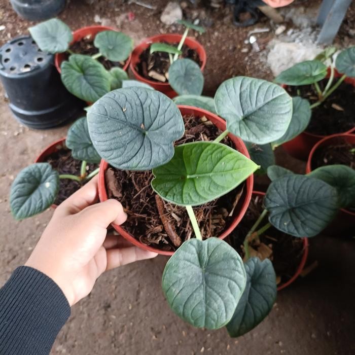 JTTOP" TANAMAN HIAS ALOCASIA MELO BADAK - ALOCASIA MELLO BADAK - ALOCASIA