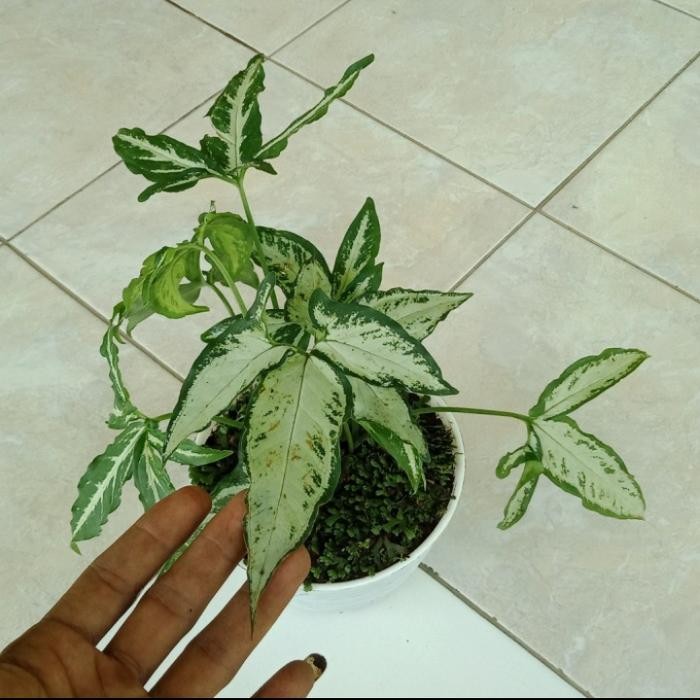 JTTOP" TANAMAN HIAS SYINGONIUM CAPUNG - SYINGONIUM UNIK - SYINGONIUM