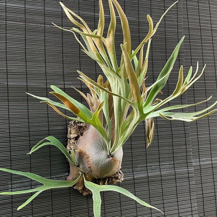 Tanaman Platycerium Blue Boy/Veitchii (baru split)