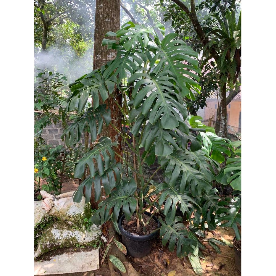 monstera deliciosa king jumbo