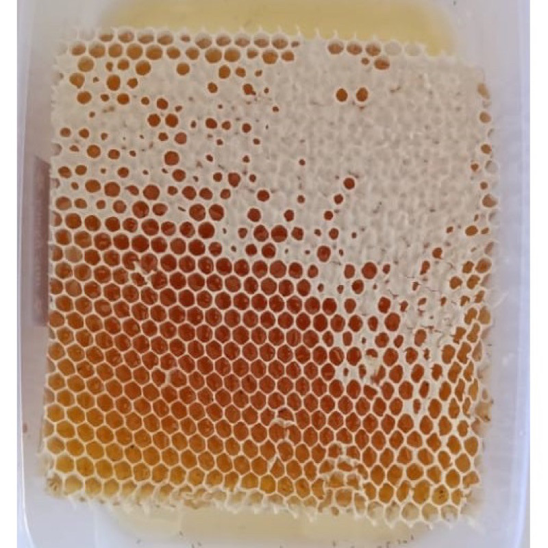 

Sega Tungtung Be Honey Bee Sarang Madu 500Gr Asli Anak Pria Wanita