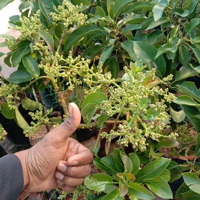

Terlaris Bibit Alpukat Kelud Kondisi Berbuah/Berbunga Tinggi 1 Meter