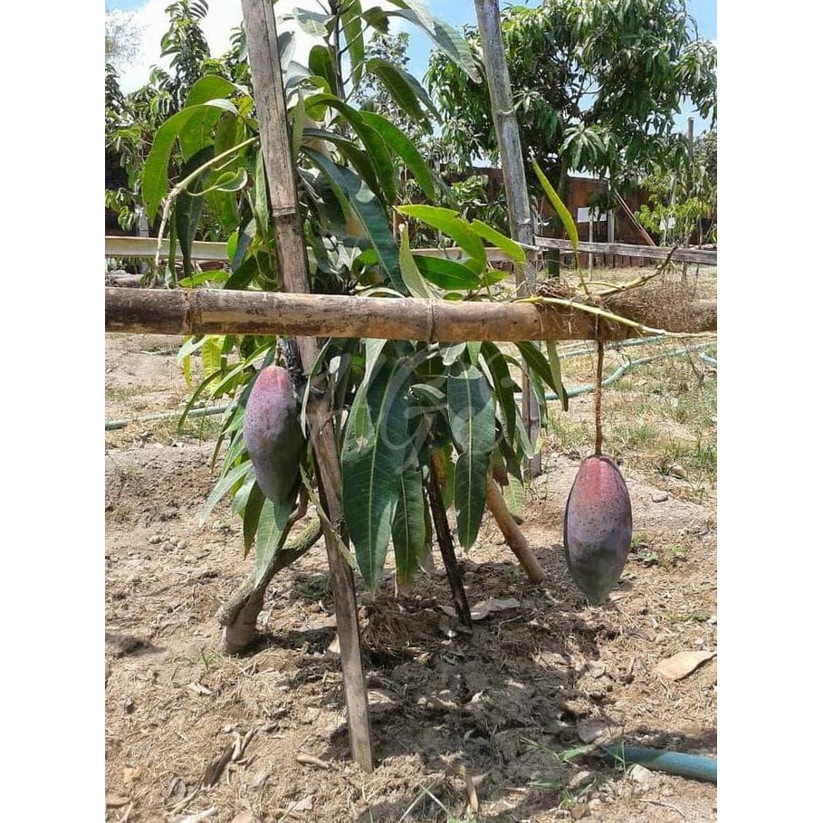 

Terlaris Bibit Tanaman Buah Mangga Emperor Bergaransi