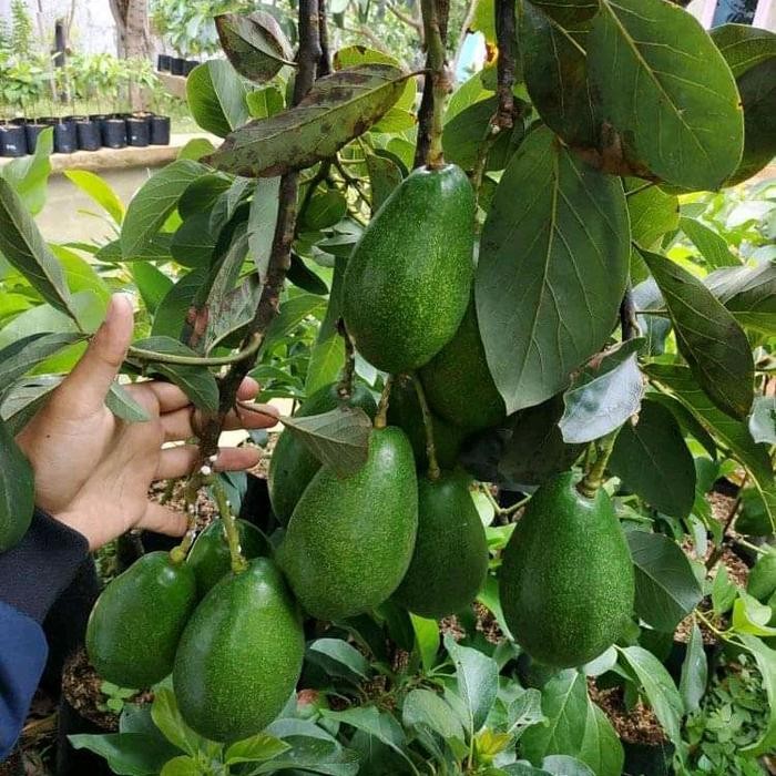 

Terlaris 4 Paket Bibit Alpukat Has Mentega Jumbo