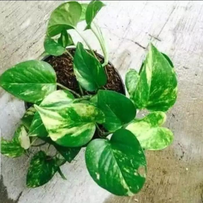 

Tanaman Hias Sri Gading - Sirih Gading Bisa Hidup Di Air