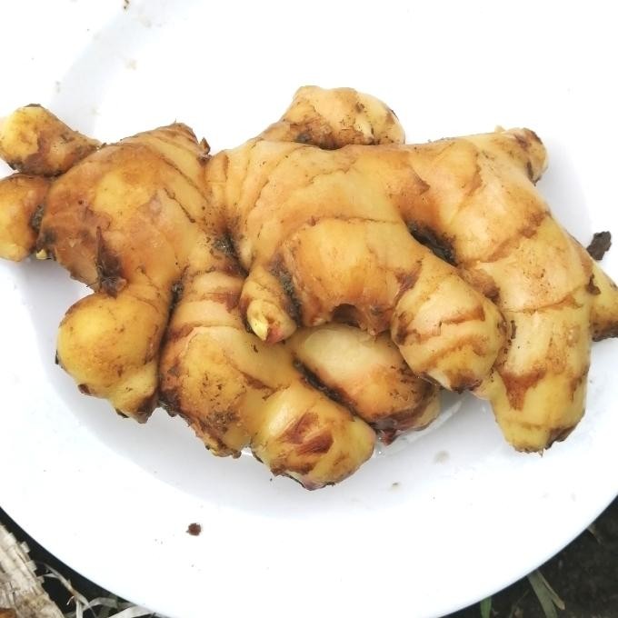 

Terlaris Promo!! Jahe Putih/Jahe Gajah Segar 1 Kg