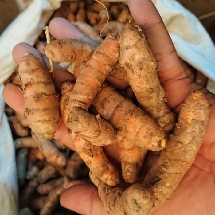 

Terlaris Kunyit Besar