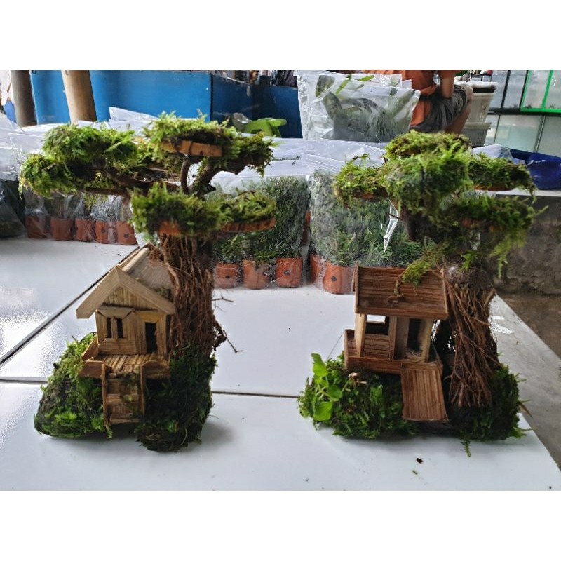 bonsai aquascape / tanaman air aquascape bonsai / Bonsai air akuarium / bonsay aquarium tanaman /