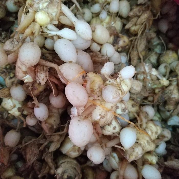 

Terlaris Kunyit Putih