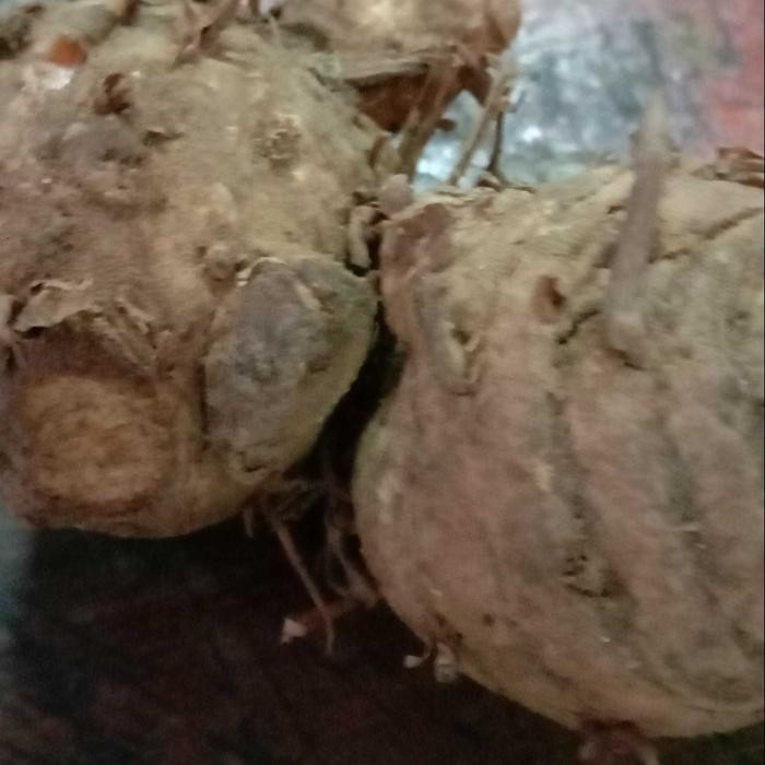 

Terlaris Biang Kunyit Segar Fresh