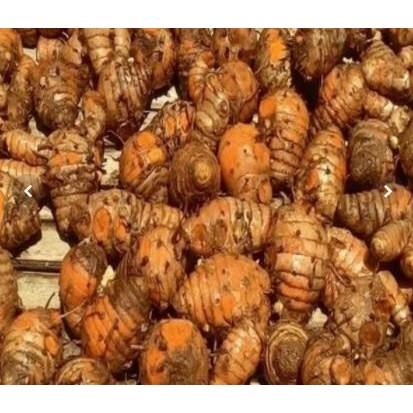 

Terlaris Biang Kunyit Segar / Kunyit Biang / Empu Kunyit 1/2 Kg - 500 Gram