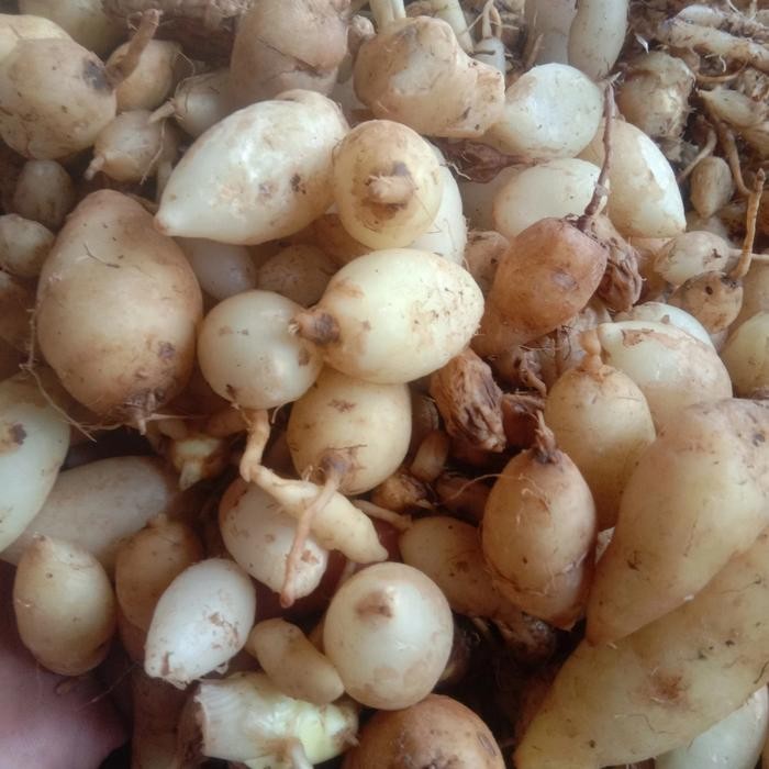 

Terlaris Kunyit Putih Segar Asli Alami 1 Kg