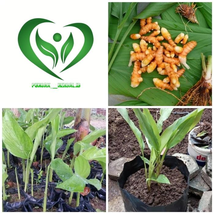 

Terlaris Bibit Tanaman Kunyit Pohon Kunyit