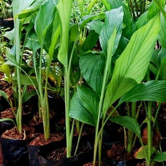 

Terlaris Bibit Tanaman Herbal Kunyit Kuning / Pohon Kunyit Kuning