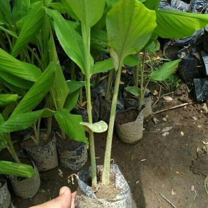 

Terlaris Bibit Kunyit Putih Temu Putih