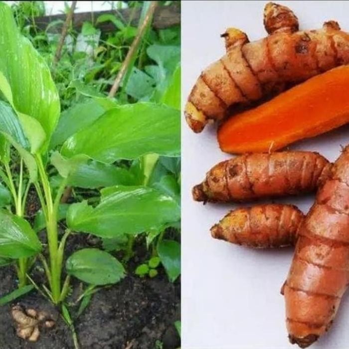 

Terlaris Tanaman Herbal Kunyit Kuning - Obat Herbal