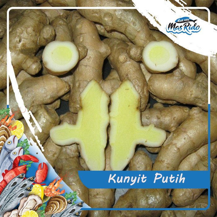 

Terlaris Kunyit Putih Segar Kunir Temu Putih Tanaman Herbal Harga Murah