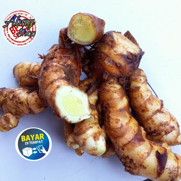 

Terlaris Temu Putih / Kunyit Putih Segar ( 1 Kg )