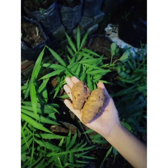 

Terlaris Empu Kunir 250G Kunyit Segar Alami Tua