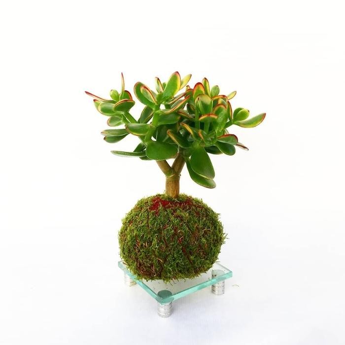 Kokedama Bonsai Jade plant ORIGINAL