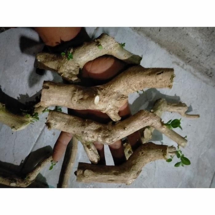 sancang bahan setek mame