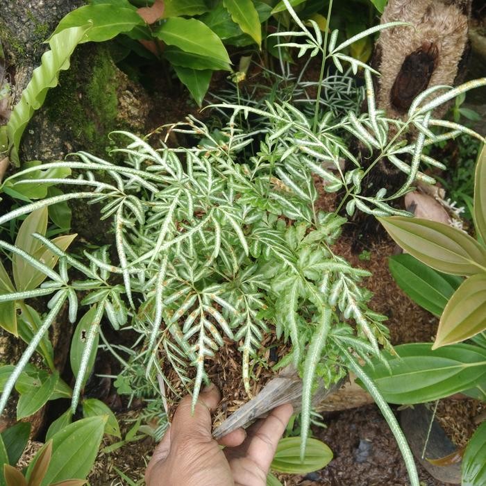 tanaman pakis silver / silver Lace fern /pteris ensiformis