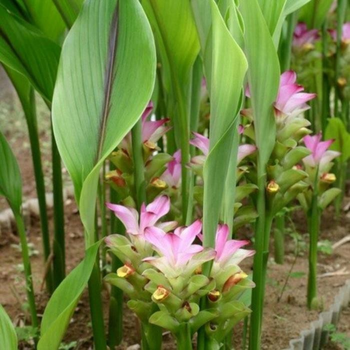 

Terlaris Bibit Tanaman Temu Putih/Kunyit Putih Obat Herbal