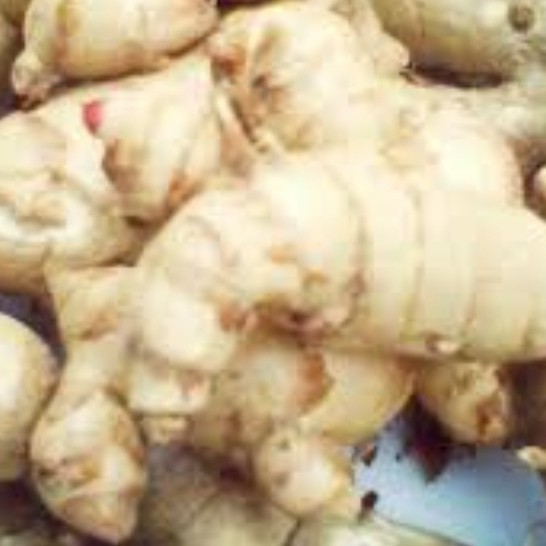 

Terlaris Temu Putih Segar Per 1Kg,Curcuma Zedora Fresh Kunyit Segar