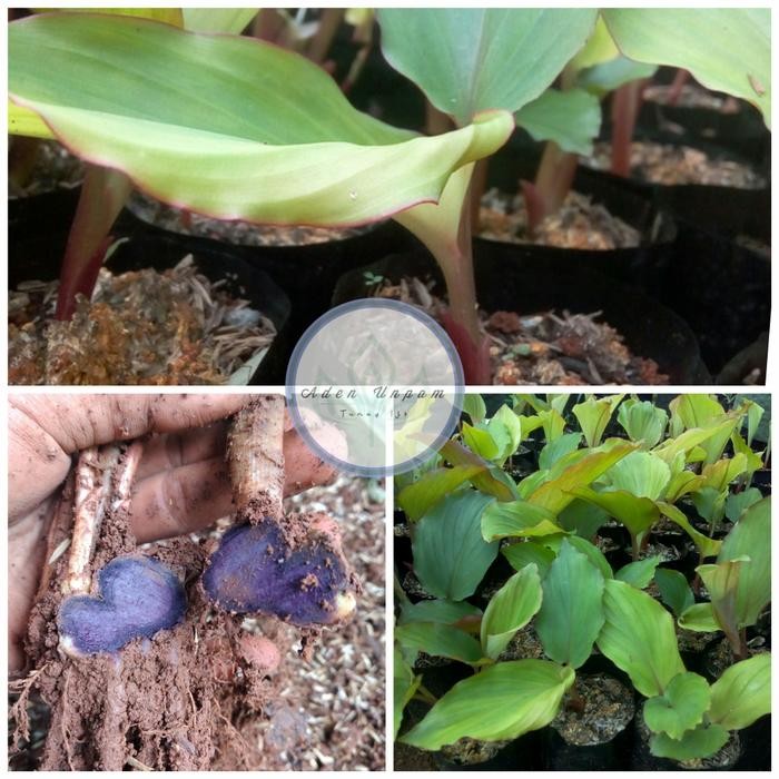 

Terlaris Bibit Kunyit Hitam