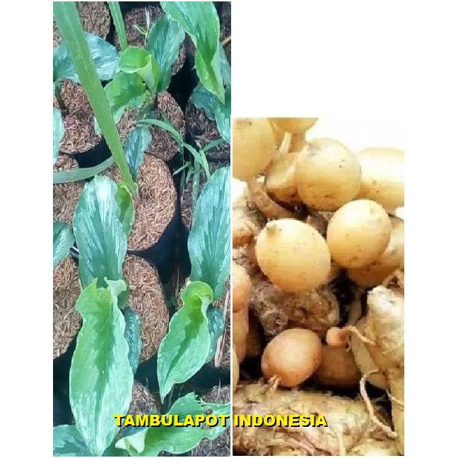 

Terlaris Bibit Tanaman Herbal Kunyit Putih Kunir Putih Bibit Kunyit Putih