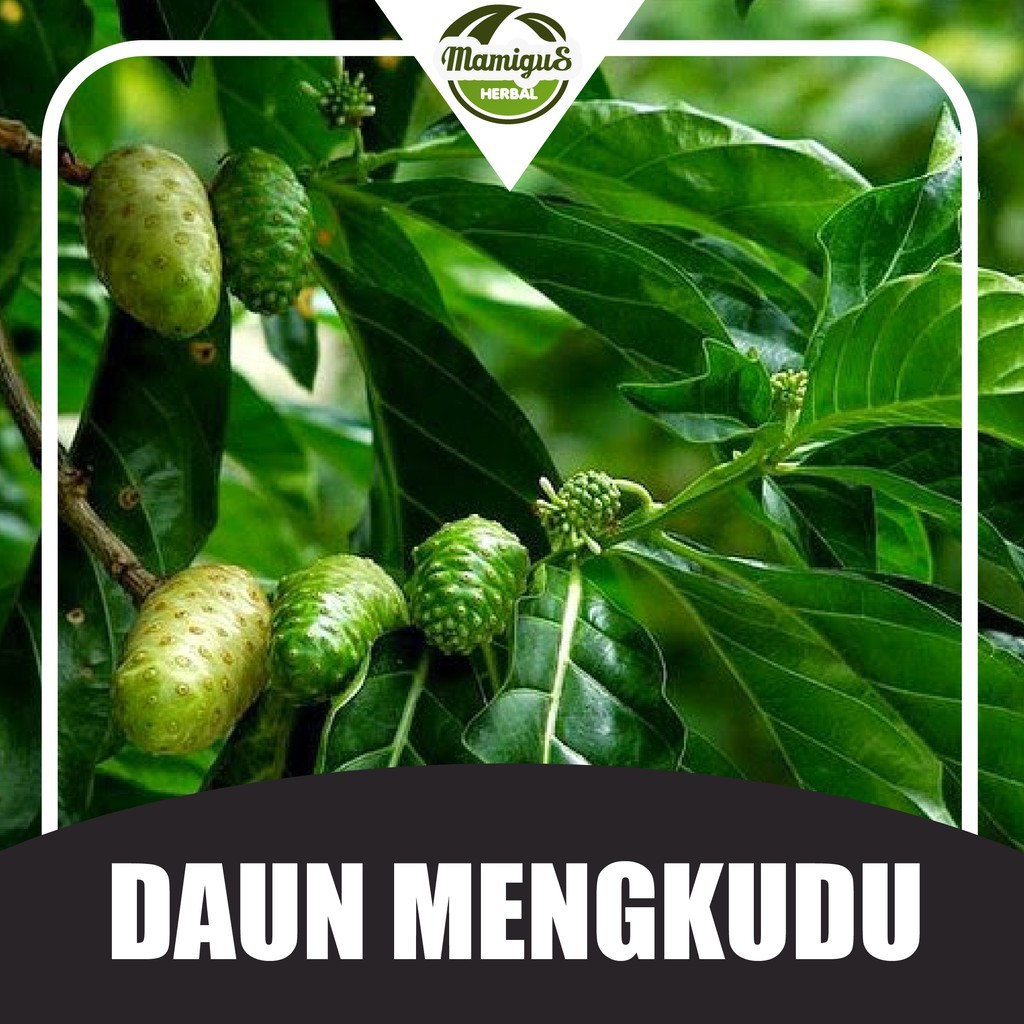 

TERMURAH!! Daun Mengkudu Segar 50 Lembar