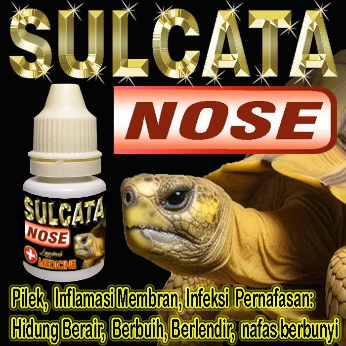 SULCATA NOSE OBAT CENTROCHELYS SULKATA PILEK MENGOBATI PENYAKIT PERNAPASAN TORTOISE HIDUNG KURA-KURA