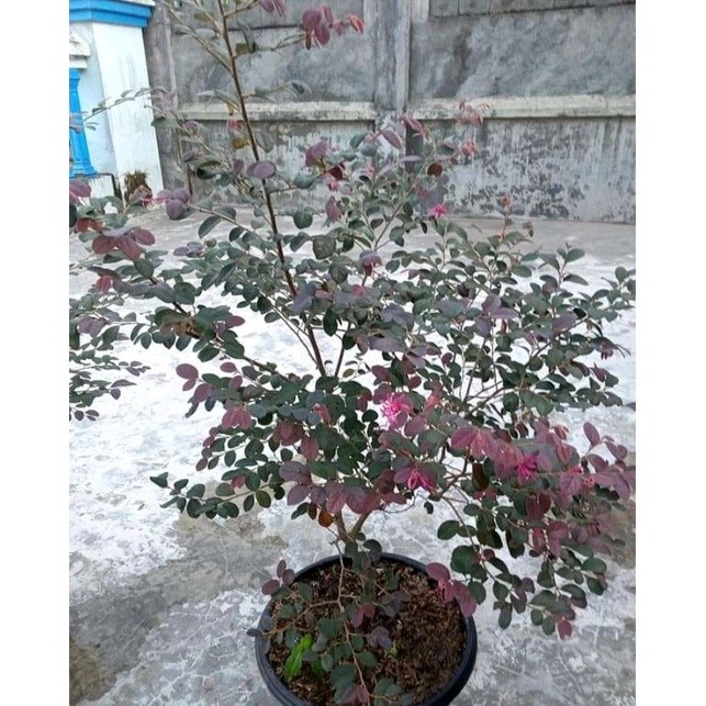 Bibit Serut Merah Bahan Bonsai