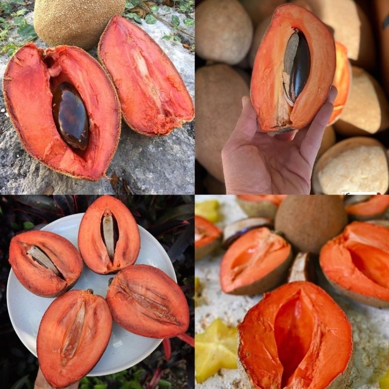 Bibit Sawo Jumbo Mexico Unggul Tahan Panas
